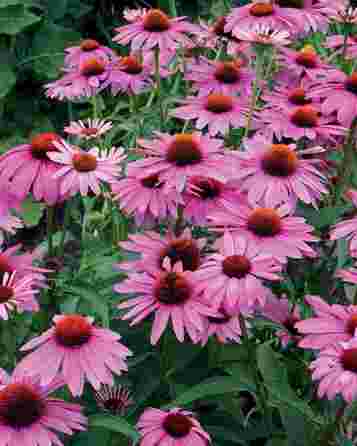 RŪĶĪŠU TĒJA ežiuolės biri arbata, 50 g