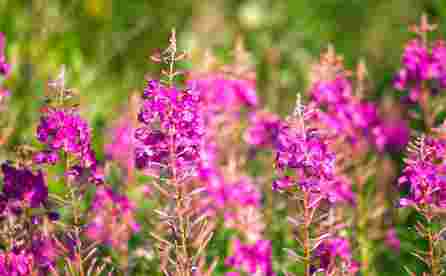 RŪĶĪŠU TĒJA siauralapio gauromečio biri arbata, 30 g