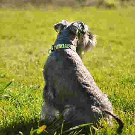 DASHI AVOCADO, S, šunims antkaklis, 1 vnt.