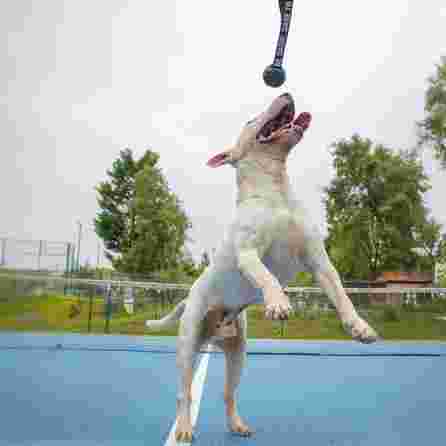 DASHI juodas, guminis žaislas, 1 vnt.