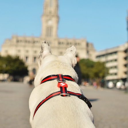 DASHI petnešos, 1 vnt.