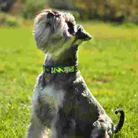 DASHI AVOCADO, S, šunims antkaklis, 1 vnt.