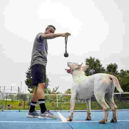 DASHI juodas, guminis žaislas, 1 vnt.