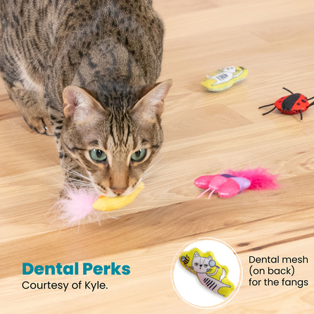 CATSTAGES Cute A Bug, spalvotas žaislas,