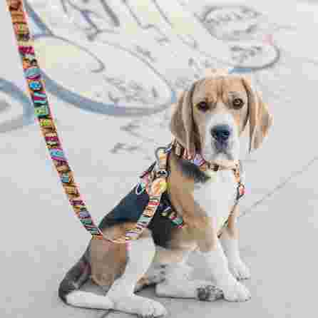 DASHI BOOM, M, šunims pavadėlis, 1 vnt.