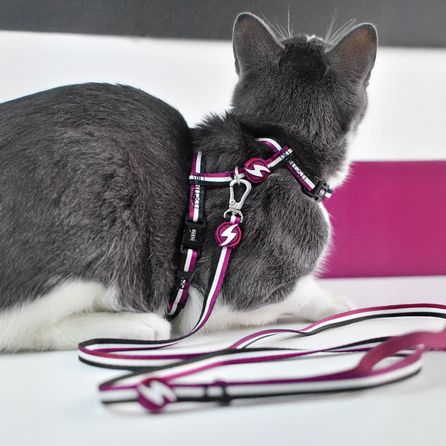 DASHI STRIPES3 PURPLE&BLACK, krūtinės diržas- pavadėlis, 1 vnt.