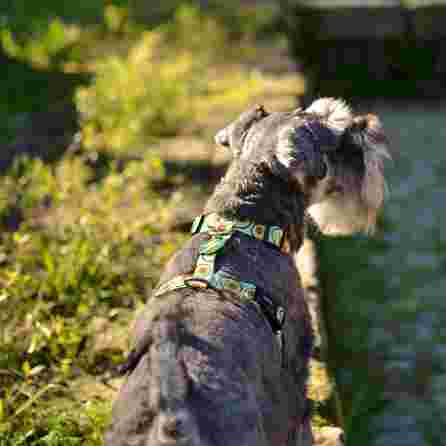 DASHI AVOCADO, XS, šunims petnešos, 1 vnt.