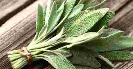 RFF šalavijų biri arbata, 30 g