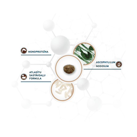 FORZA10 Active VetDiet Intestinal Colon FASE 1 Mini/Toy, šunims sausas pašaras, 1.5 kg