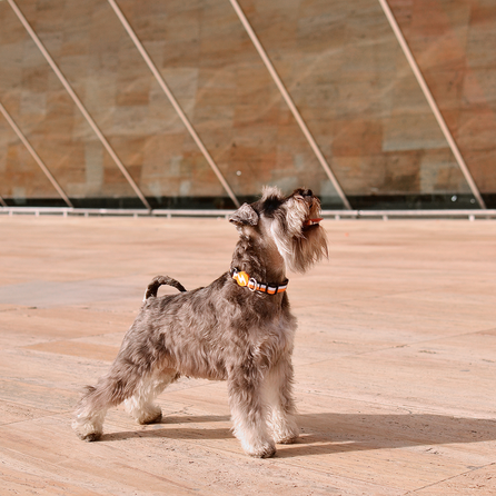 DASHI antkaklis, 1 vnt.