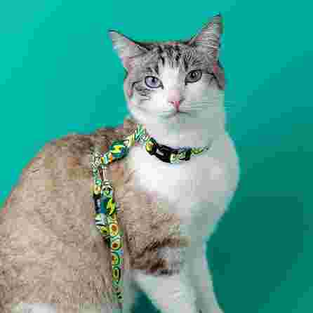 DASHI AVOCADO krūtinės diržas - krūtinės diržas ir pavadėlis katėms, 1 vnt.