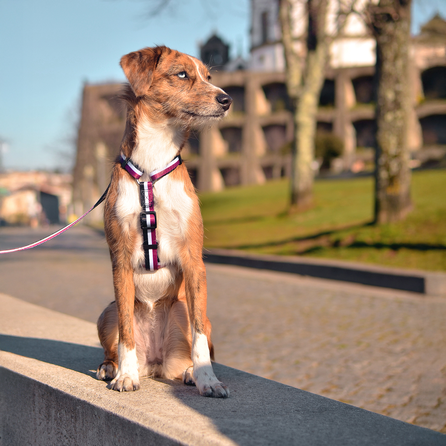 DASHI STRIPES3 PURPLE&BLACK, L petnešos, 1 vnt.