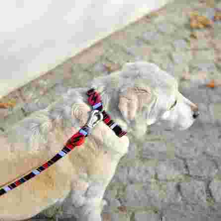 DASHI pavadėlis, 1 vnt.