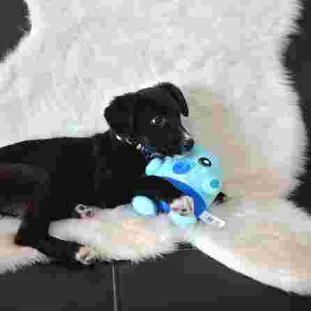 DASHI ALBU, pliušinis žaislas, 1 vnt.