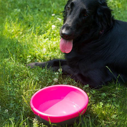 KIWI WALKER UFO, rožinis, M dubenėlis, 1 vnt.