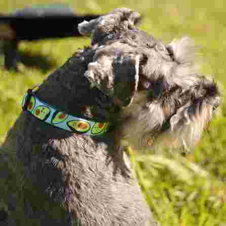 DASHI AVOCADO, L, šunims antkaklis, 1 vnt.