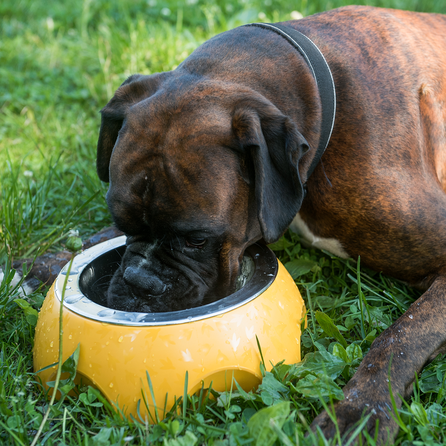 KIWI WALKER Sierra oranžinis, dydis M dubenėlis, 1 vnt.