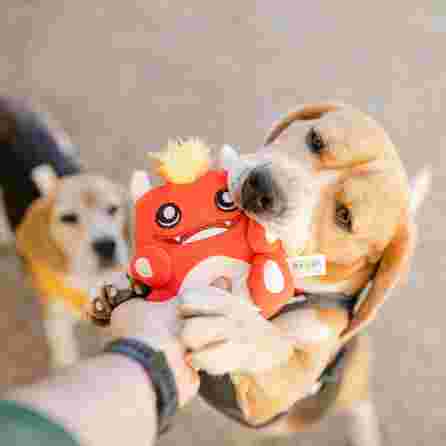 DASHI BENZI, pliušinis žaislas, 1 vnt.