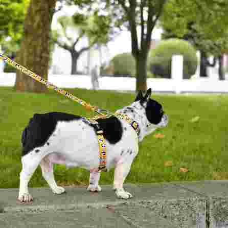 DASHI pavadėlis, 1 vnt.