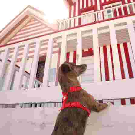 DASHI petnešos, 1 vnt.