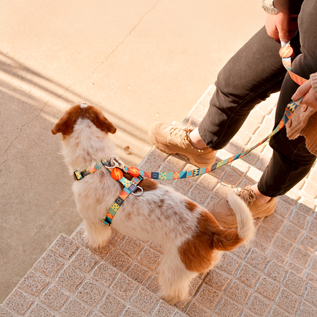 DASHI petnešos, 1 vnt.