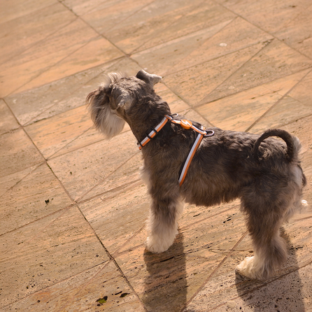 DASHI petnešos, 1 vnt.