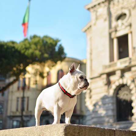 DASHI STRIPES3 RED&BLACK, S, šunims antkaklis, 1 vnt.