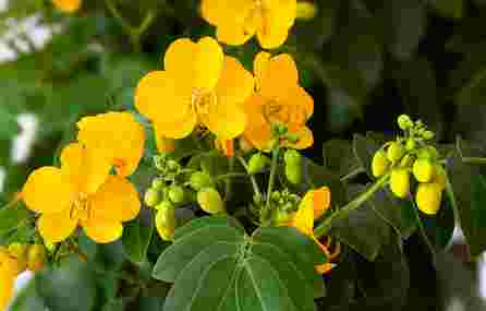 NATĒJA virškinimo sistemai biri arbata, 50 g