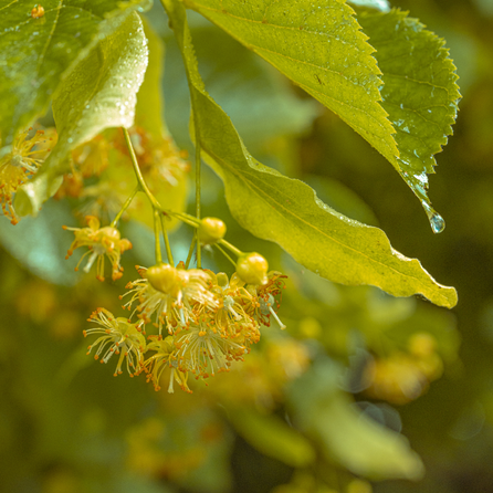 STENDERS Liepų Žiedai dušo gelis, 250 ml