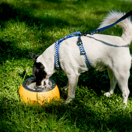 KIWI WALKER Sierra oranžinis, dydis M dubenėlis, 1 vnt.