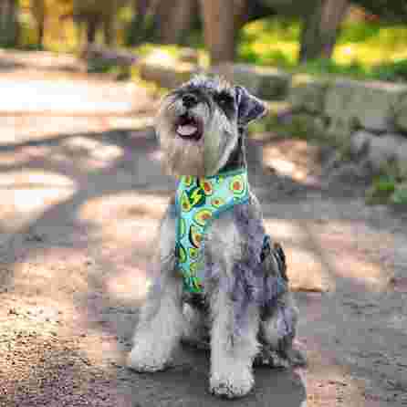 DASHI AVOCADO Neomesh, S, šunims petnešos, 1 vnt.