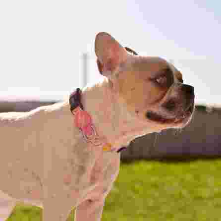 DASHI antkaklis, 1 vnt.