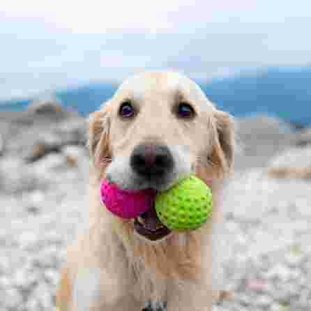 KIWI WALKER oranžinis, MINI žaislas, 1 vnt.