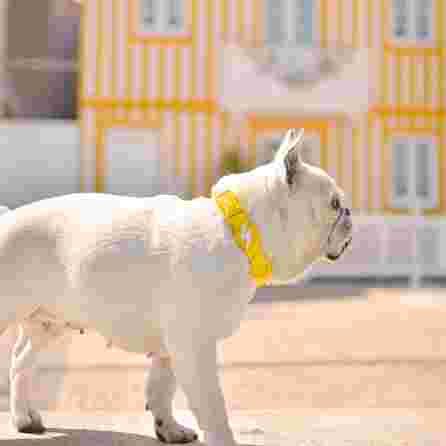 DASHI antkaklis, 1 vnt.