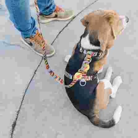 DASHI BOOM, XS, šunims petnešos, 1 vnt.