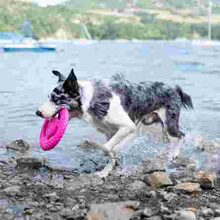 KIWI WALKER skraidantis diskas, rožinis, MINI žaislas, 1 vnt.