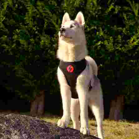 DASHI petnešos, 1 vnt.