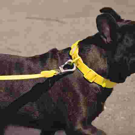 DASHI antkaklis, 1 vnt.