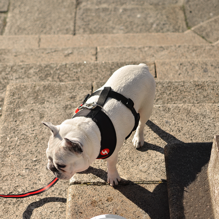 DASHI petnešos, 1 vnt.