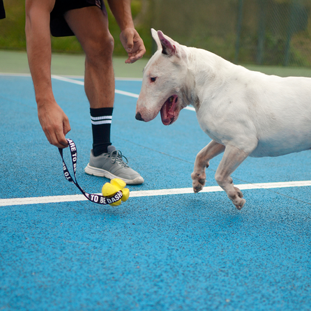 DASHI TPR, šunims žaislas, 1 vnt.