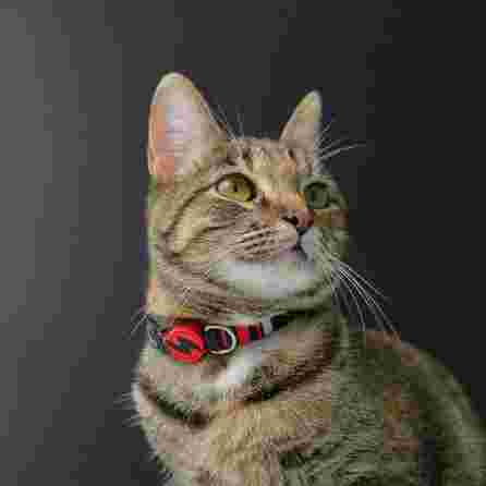 DASHI SLIDE, katėms antkaklis, 1 vnt.