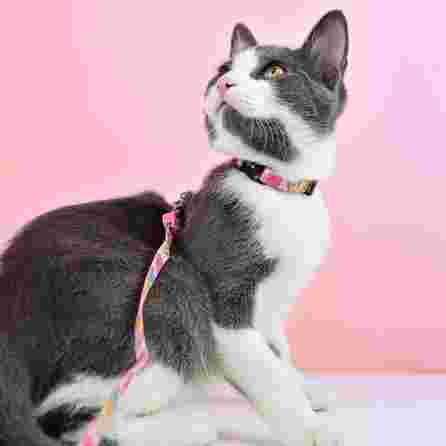 DASHI antkaklis, 1 vnt.