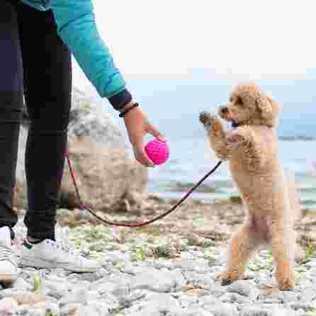 KIWI WALKER žalias, MAXI žaislas, 1 vnt.