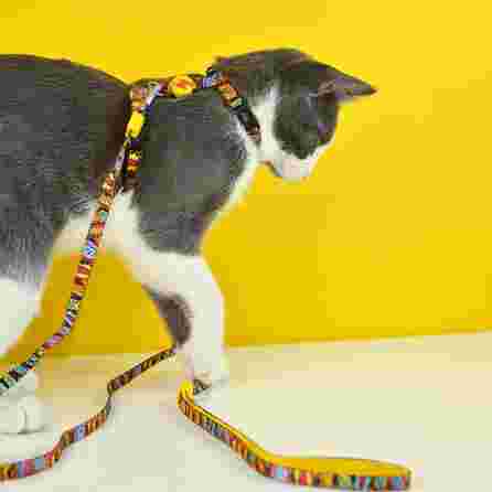 DASHI BOOM, katėms krūtinės diržas ir pavadėlis katėms, 1 vnt.