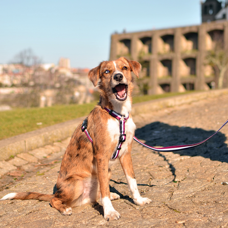 DASHI petnešos, 1 vnt.
