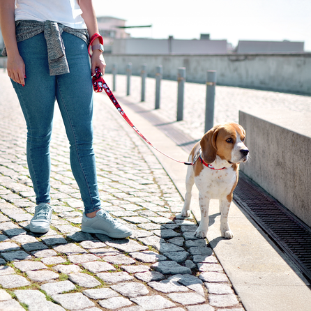 DASHI pavadėlis, 1 vnt.