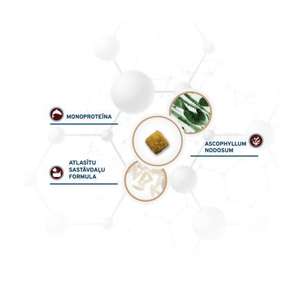 FORZA10 Active VetDiet Intestinal Colon FASE 1, su ėriena ir sorgu, šunims sausas pašaras, 1.5 kg