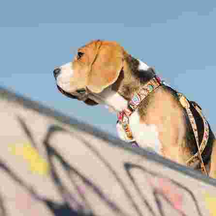 DASHI BOOM, XS, šunims petnešos, 1 vnt.