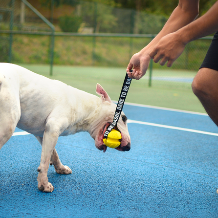 DASHI TPR, šunims žaislas, 1 vnt.