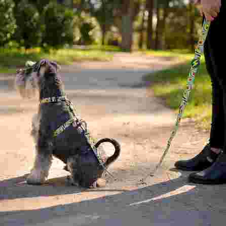 DASHI AVOCADO, L, šunims pavadėlis, 1 vnt.